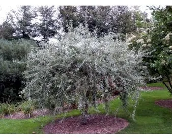 Weidenblättrige Birne